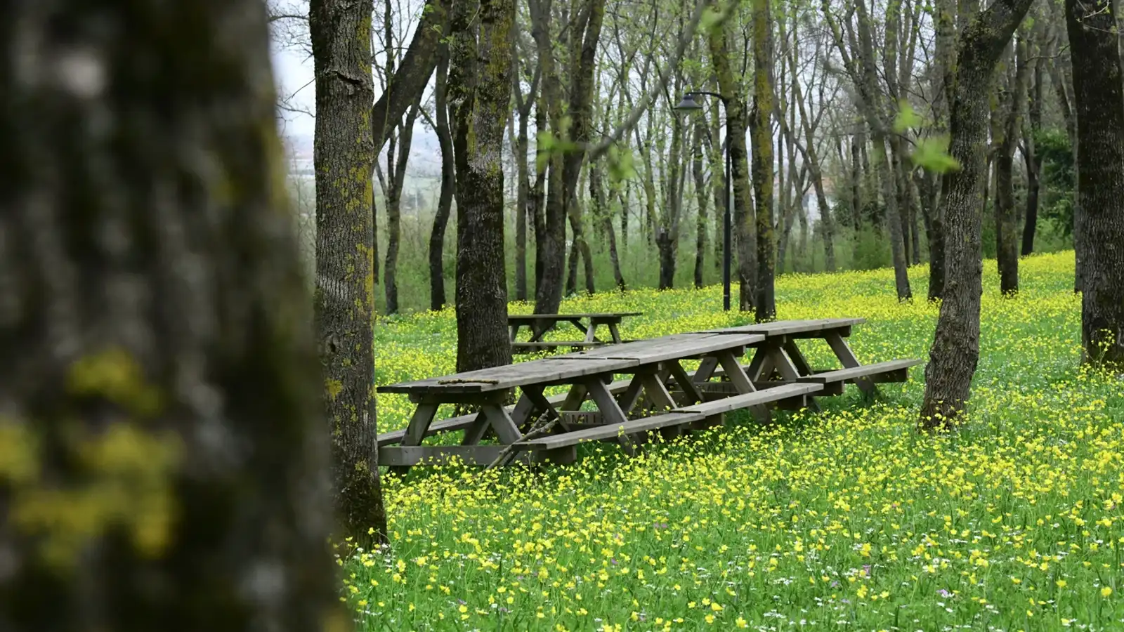 Sarıgazel Tabiat Parkı