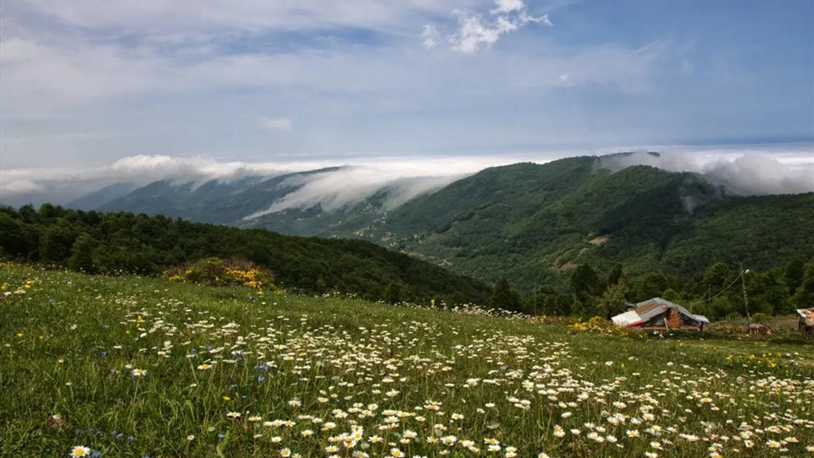 Kocadağ