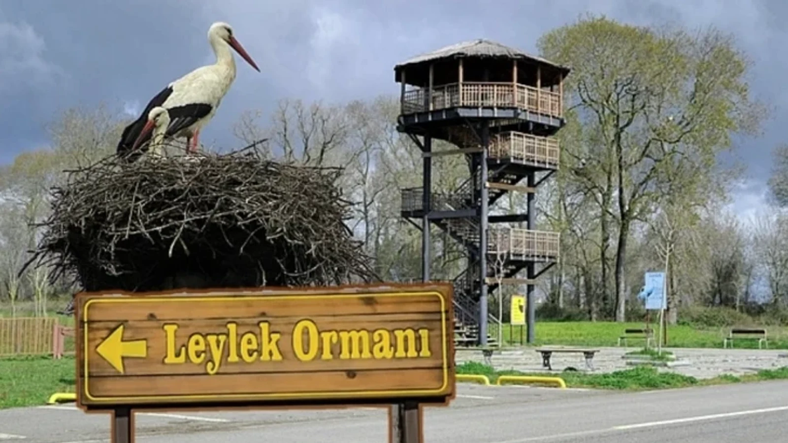 Kızılırmak Deltası Leylek Ormanı