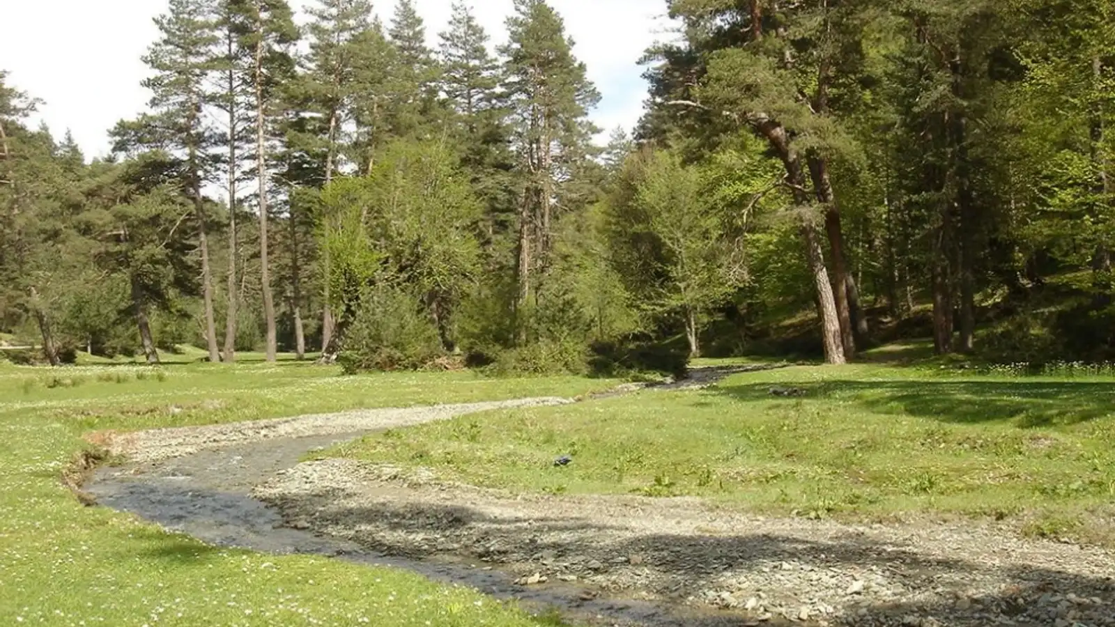 Kunduz Ormanları